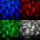 Projektor LED s reproduktorom Rebel (8)